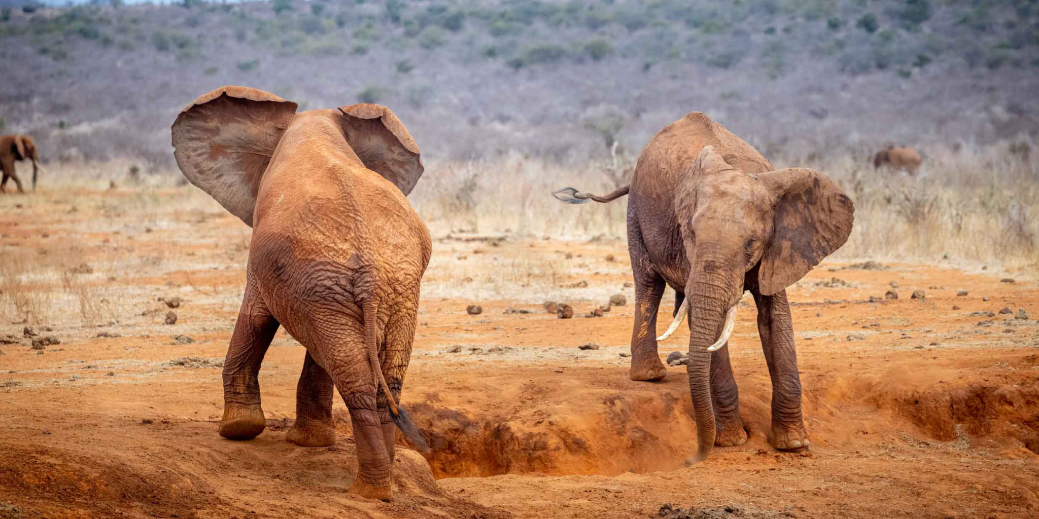 2-Day, 1-Night Tsavo East National Park Safari