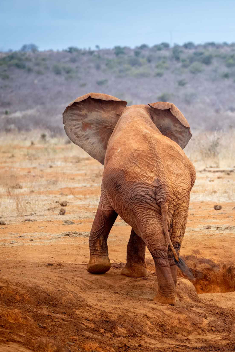 2-Day, 1-Night Tsavo East National Park Safari