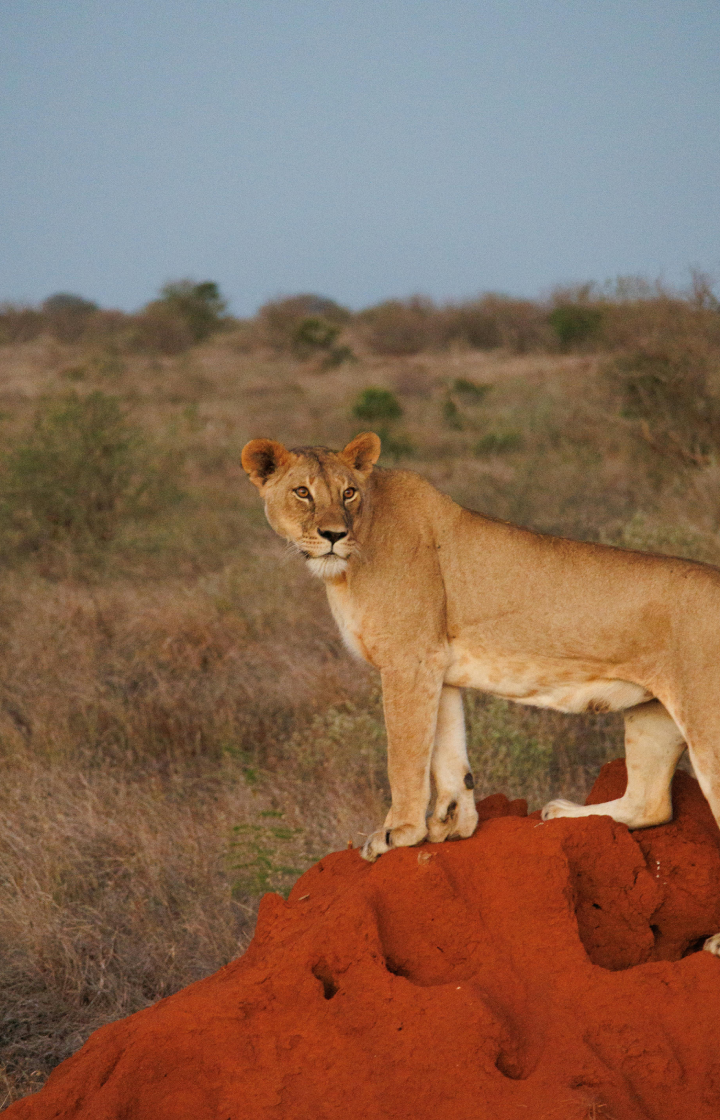 2-Day, 1-Night Tsavo West National Park Safari wildlife