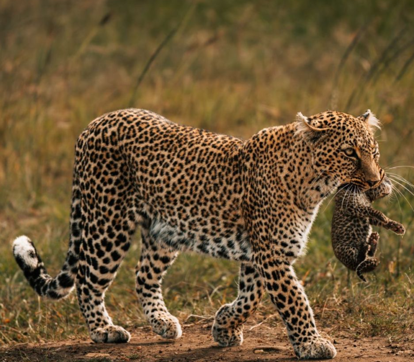 2-Day, 1-Night Tsavo West National Park Safari Attractions