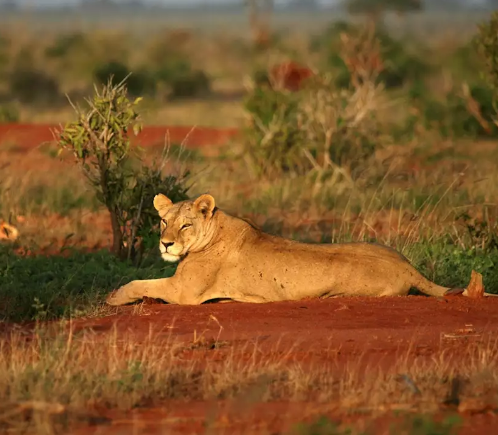 2-Day, 1-Night Tsavo West National Park Safari Attractions