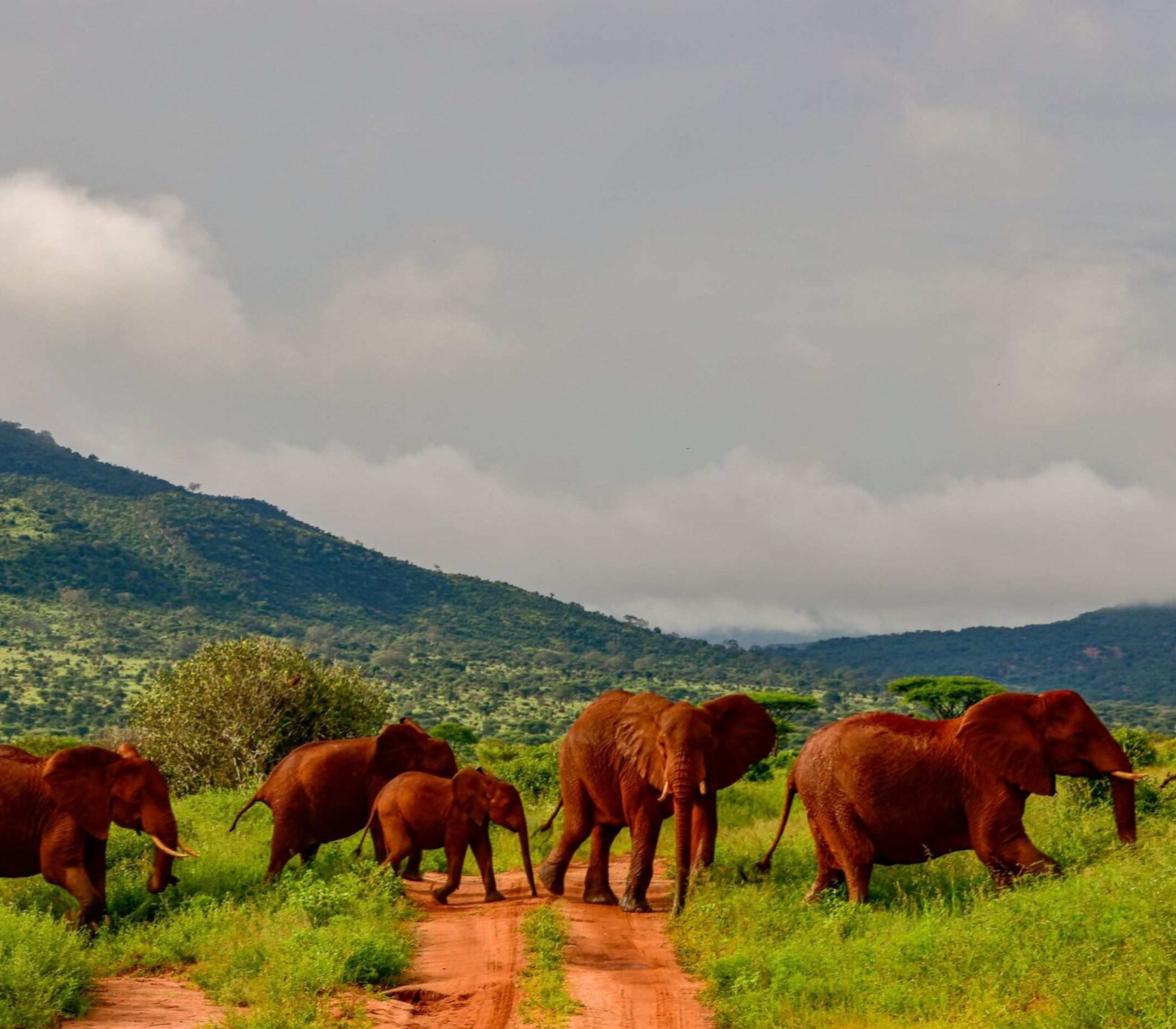 2-Day, 1-Night Tsavo West National Park Safari Attractions