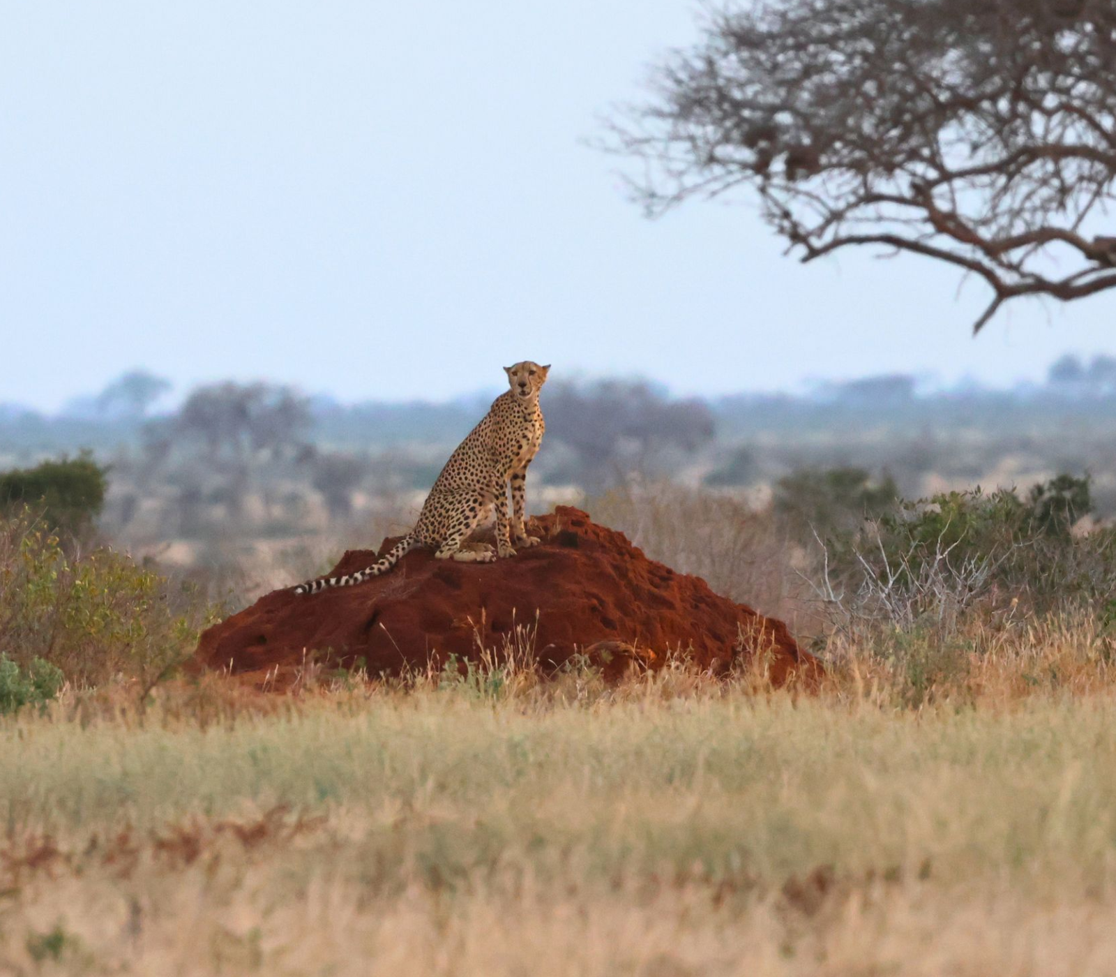 2-Day, 1-Night Tsavo West National Park Safari Attractions