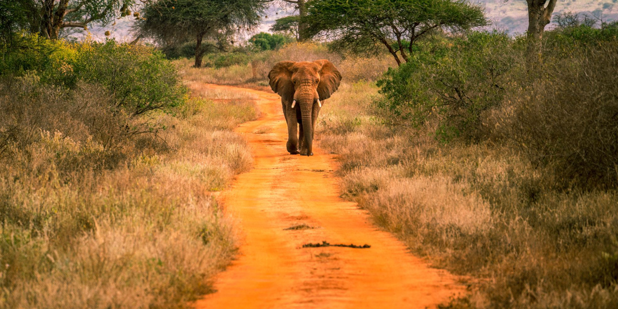 2-Day, 1-Night Tsavo West National Park Safari