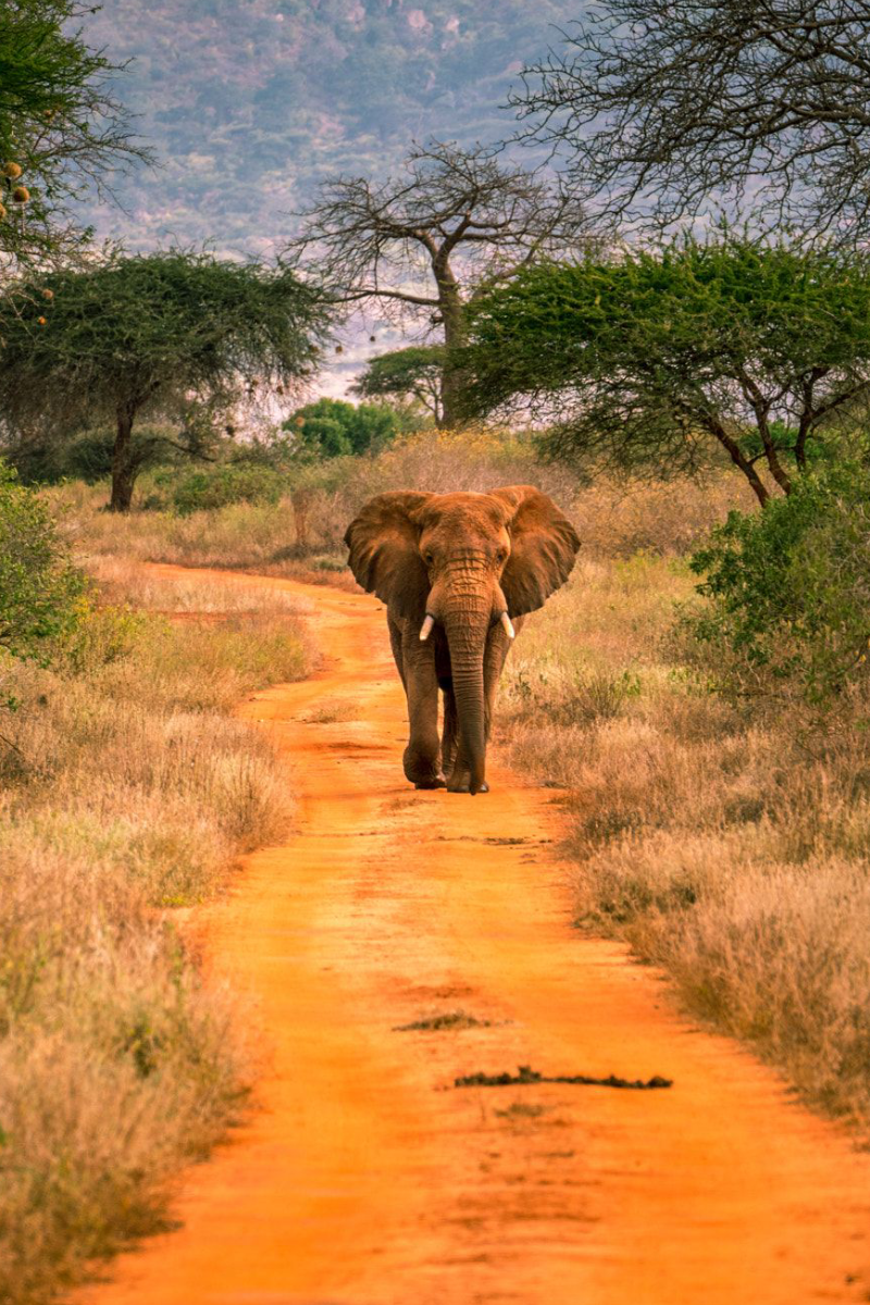 2-Day, 1-Night Tsavo West National Park Safari