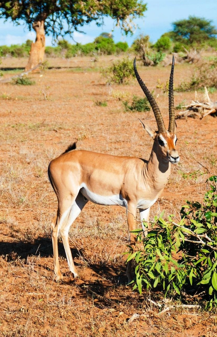 2-Day Fly-In Safari from Mombasa to Masai Mara wildlife