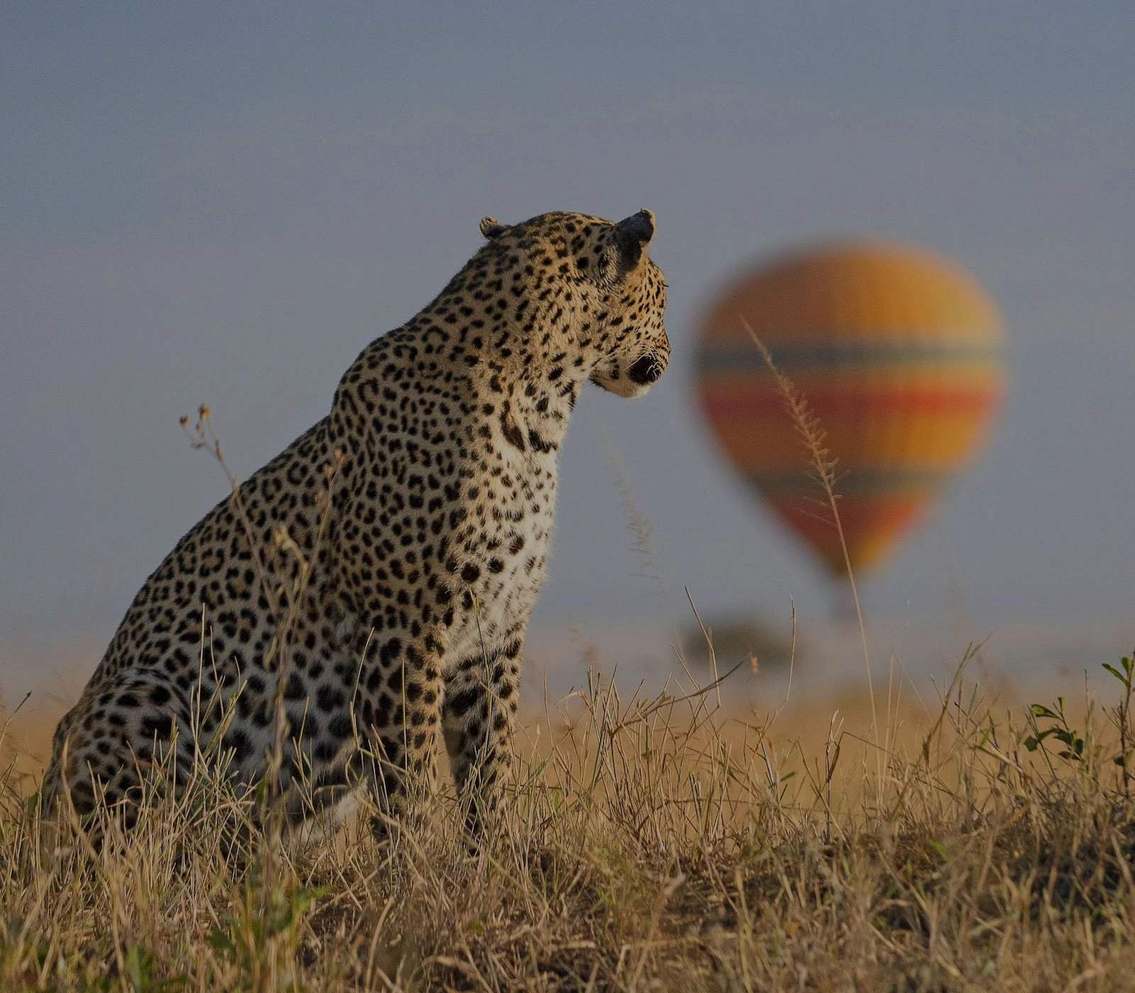 2-Day Fly-In Safari to the Masai Mara Attractions