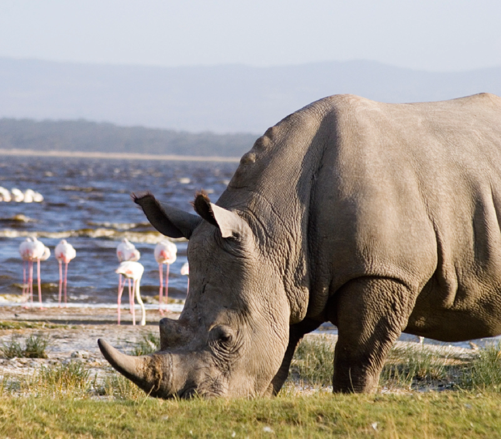 2-Day Lake Nakuru & Lake Naivasha Group Safari Attractions