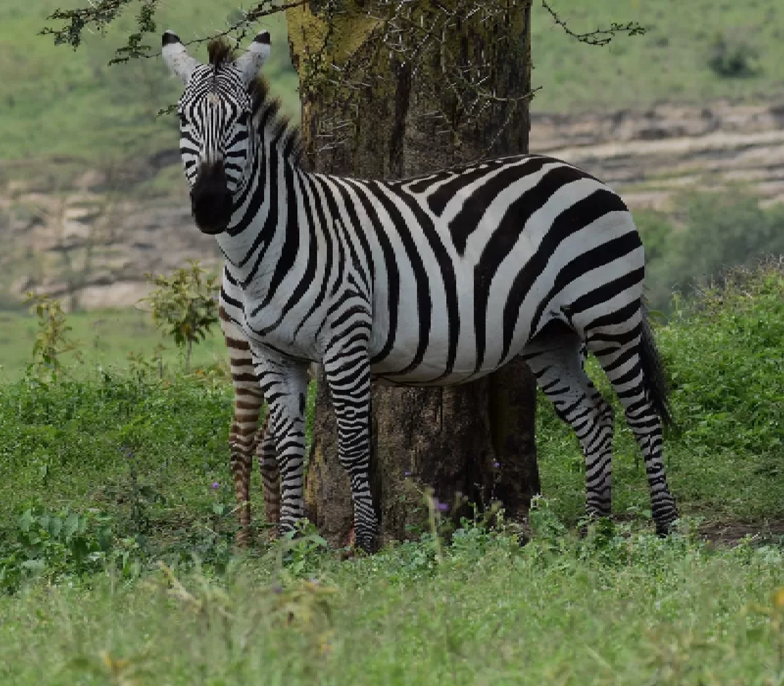 2-Day Lake Nakuru & Lake Naivasha Group Safari Attractions