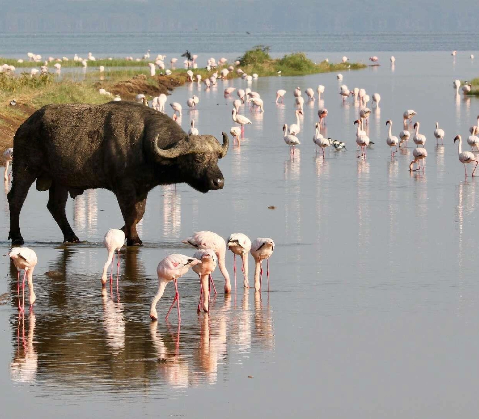 2-Day Lake Nakuru & Lake Naivasha Group Safari Attractions