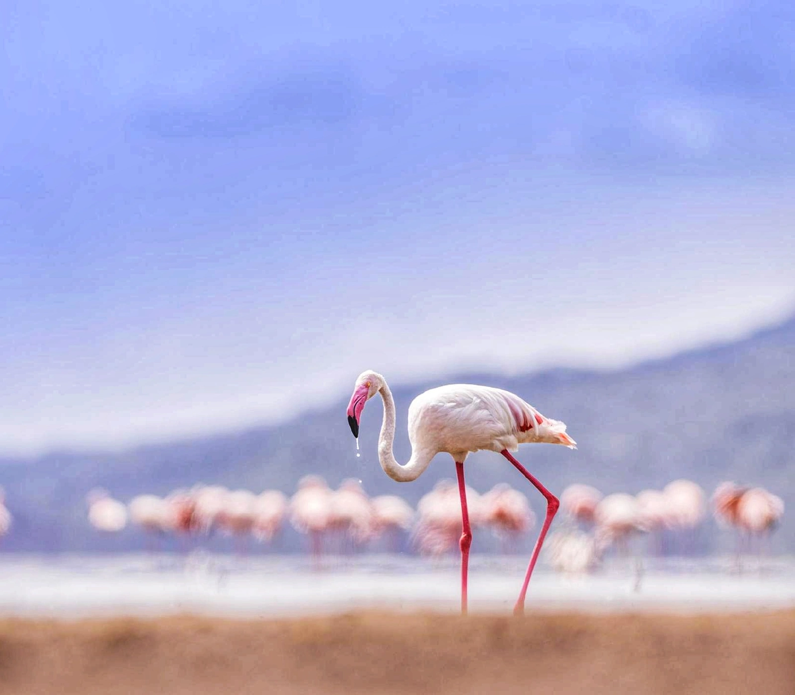 2-Day Lake Nakuru & Lake Naivasha Group Safari Attractions