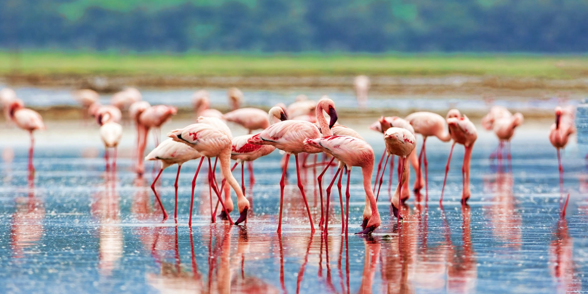2-Day Lake Nakuru & Lake Naivasha Group Safari