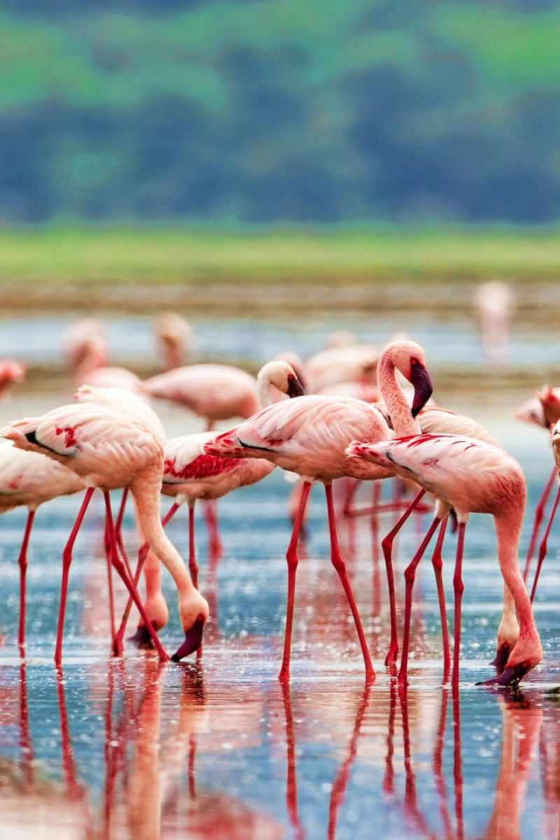2-Day Lake Nakuru & Lake Naivasha Group Safari