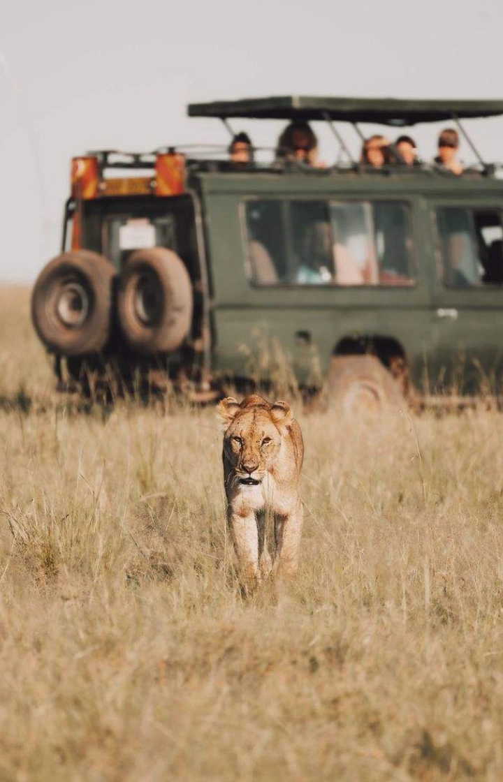 2-Day Masai Mara Safari – Road Adventure wildlife