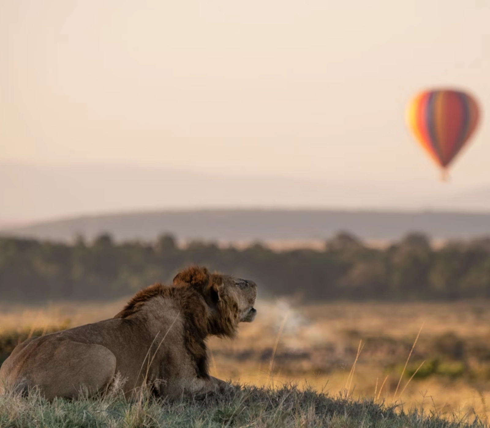2-Day Masai Mara Safari – Road Adventure Attractions