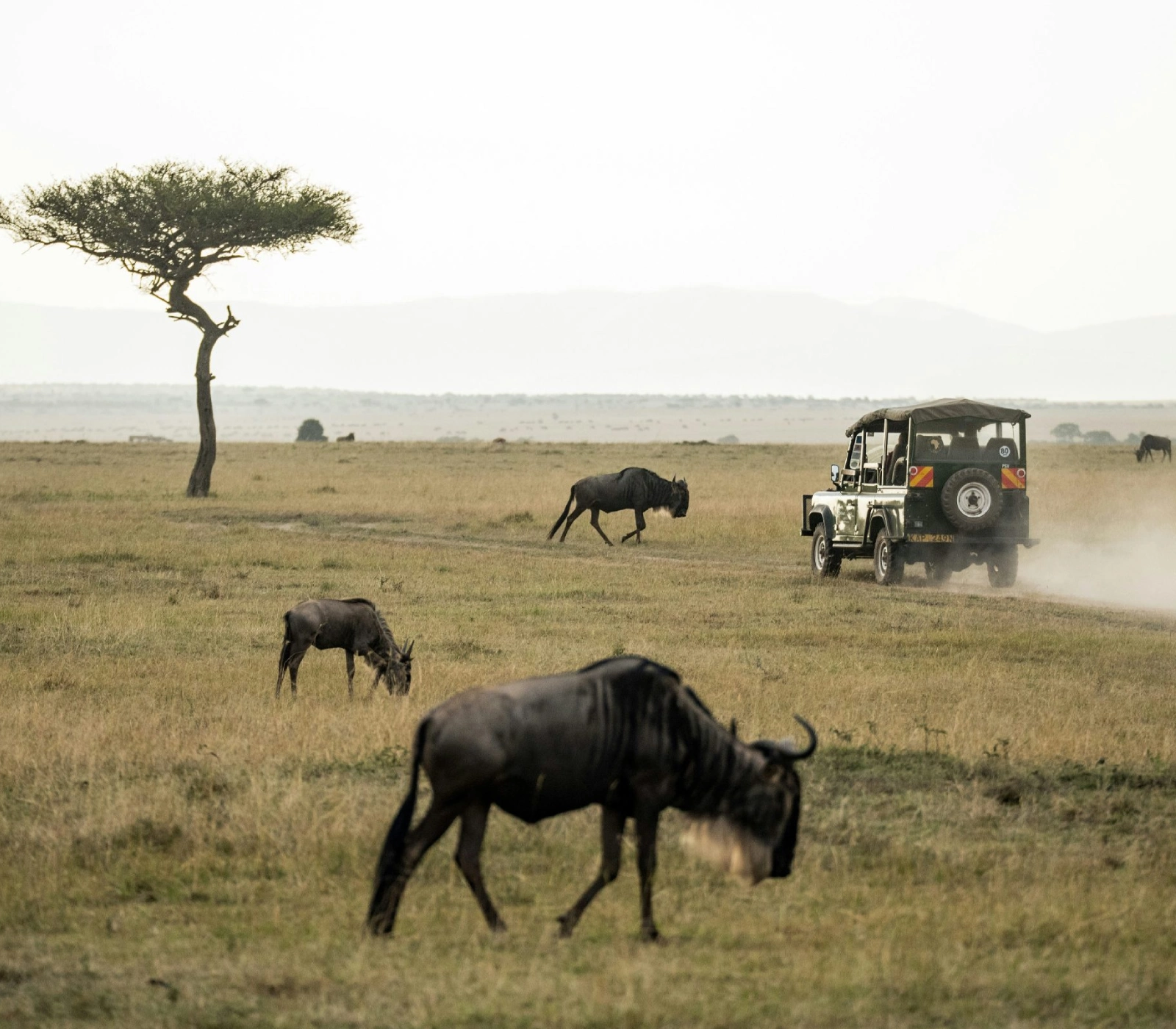 2-Day Masai Mara Safari – Road Adventure Attractions