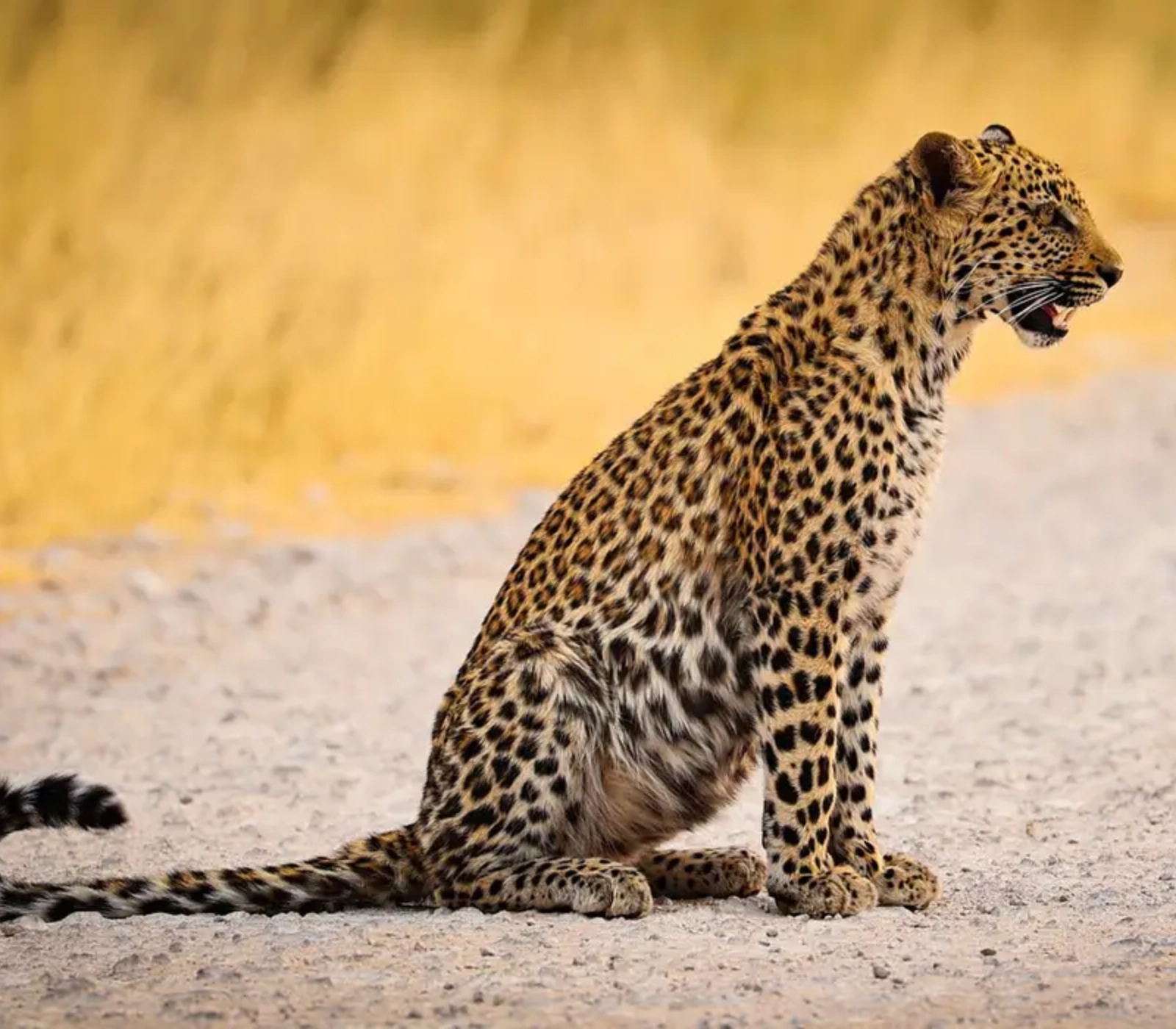 2-Day Masai Mara Safari – Road Adventure Attractions