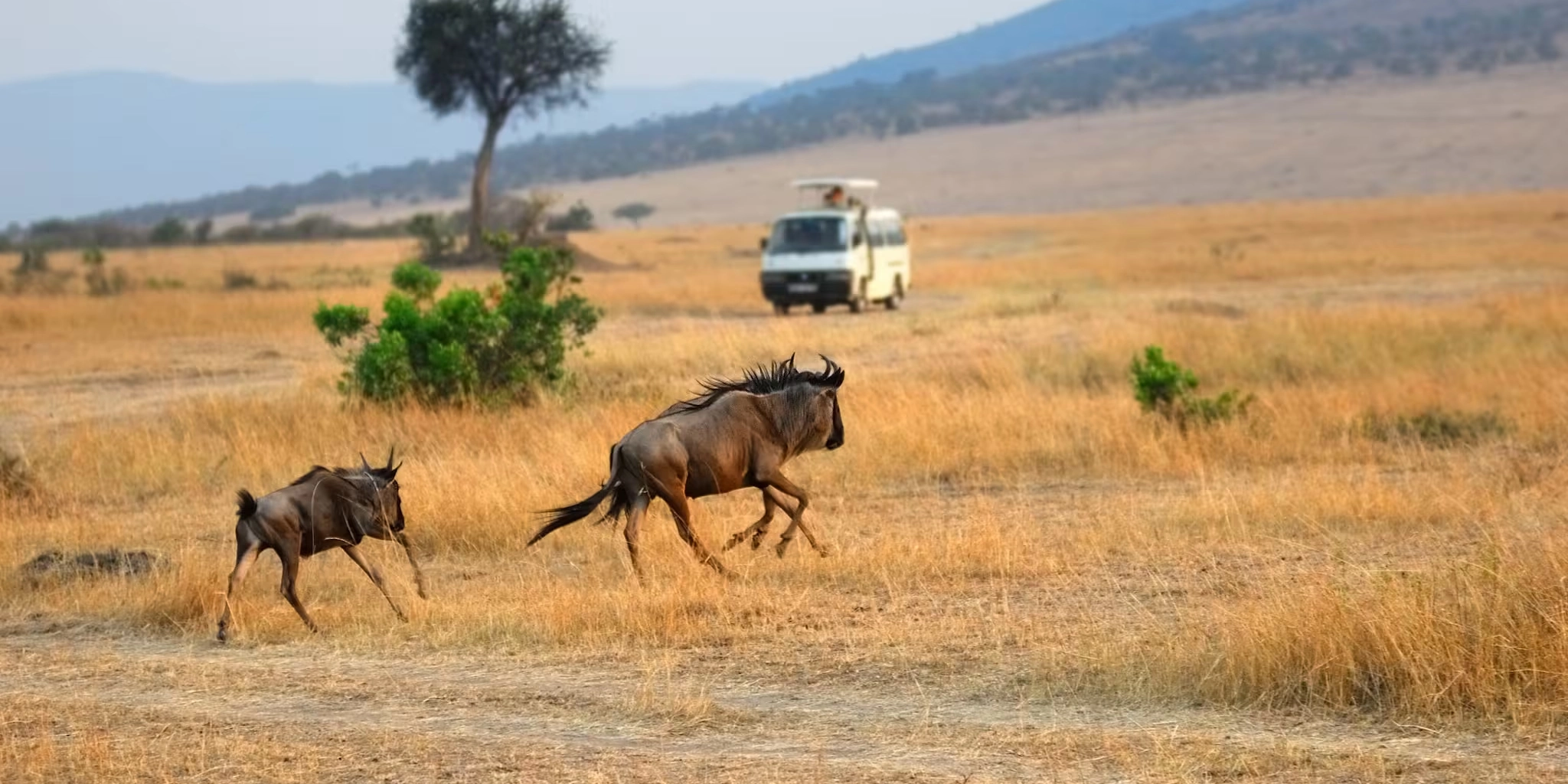 2-Day Masai Mara Safari – Road Adventure