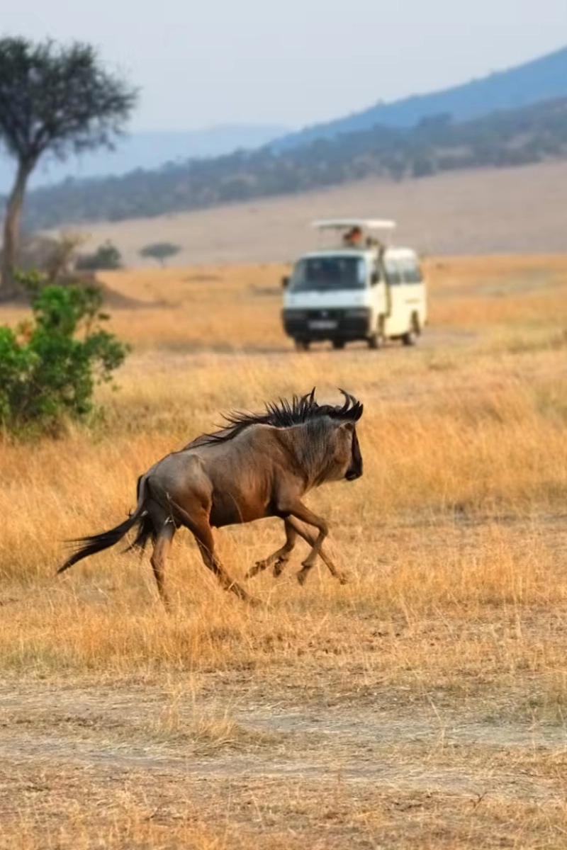 2-Day Masai Mara Safari – Road Adventure
