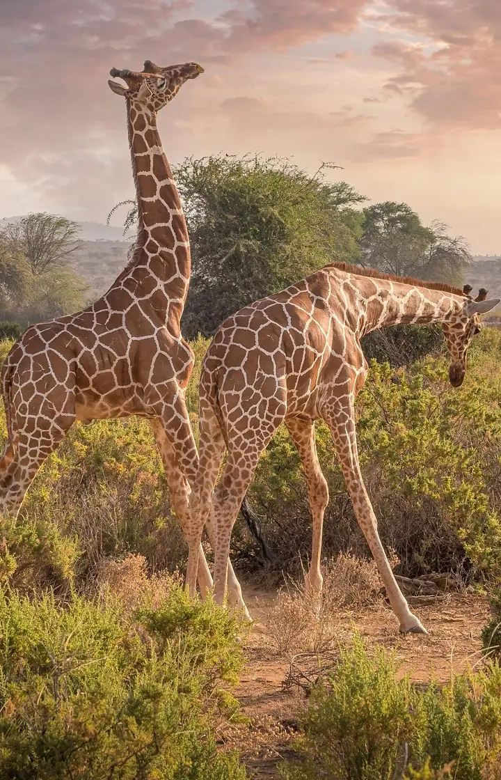 2-Days Amboseli Safari wildlife