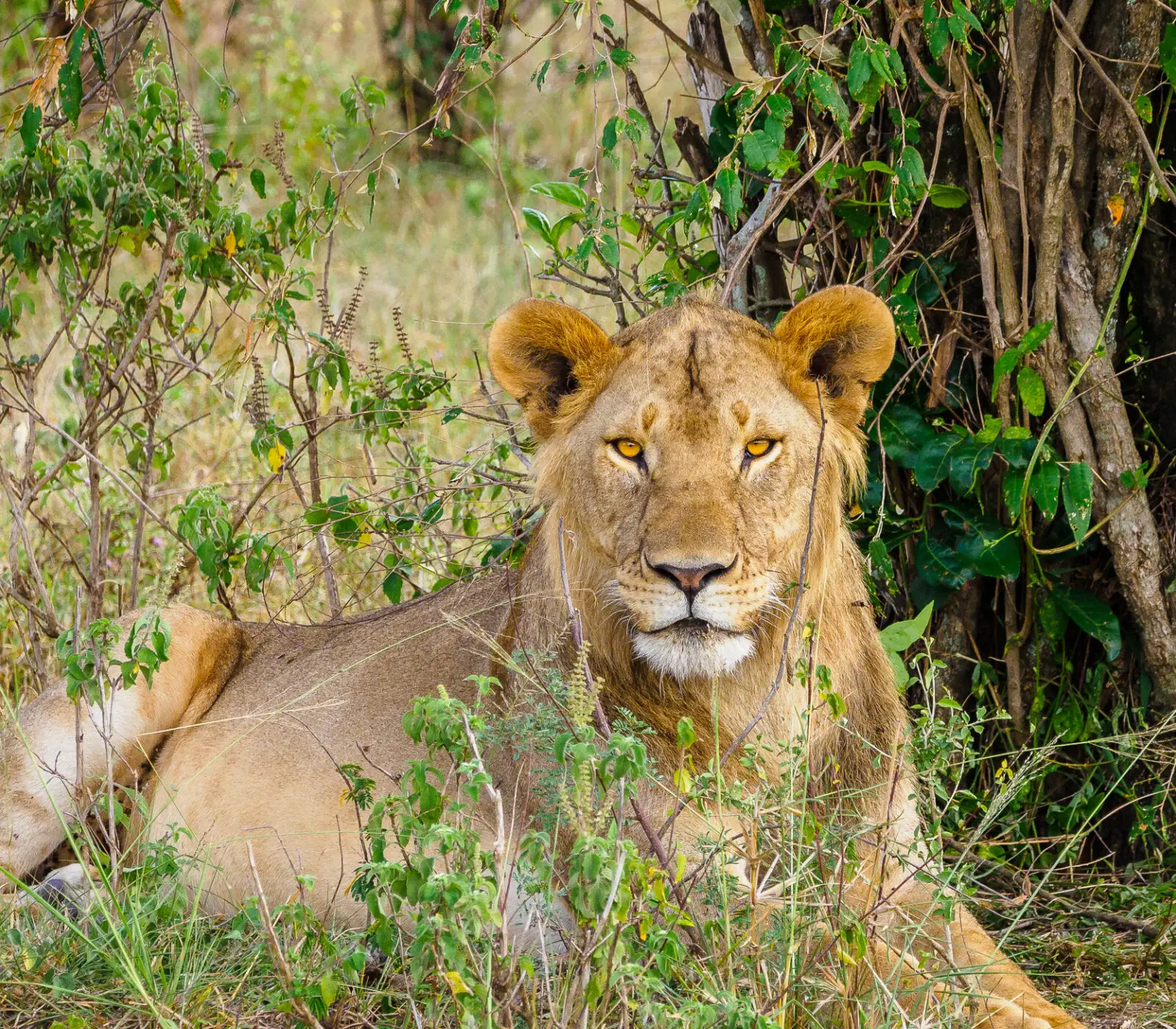 2-Days Amboseli Safari Attractions