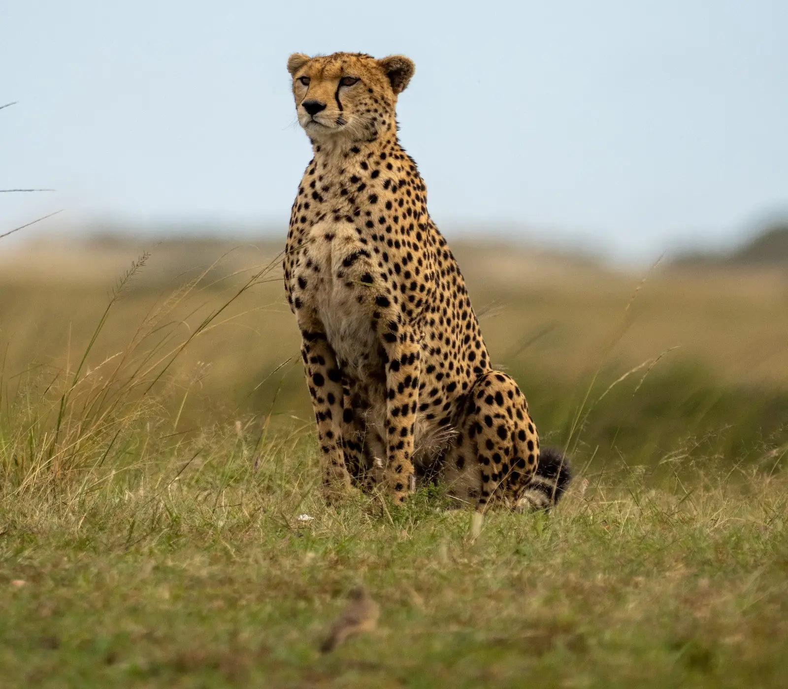 2-Days Amboseli Safari Attractions