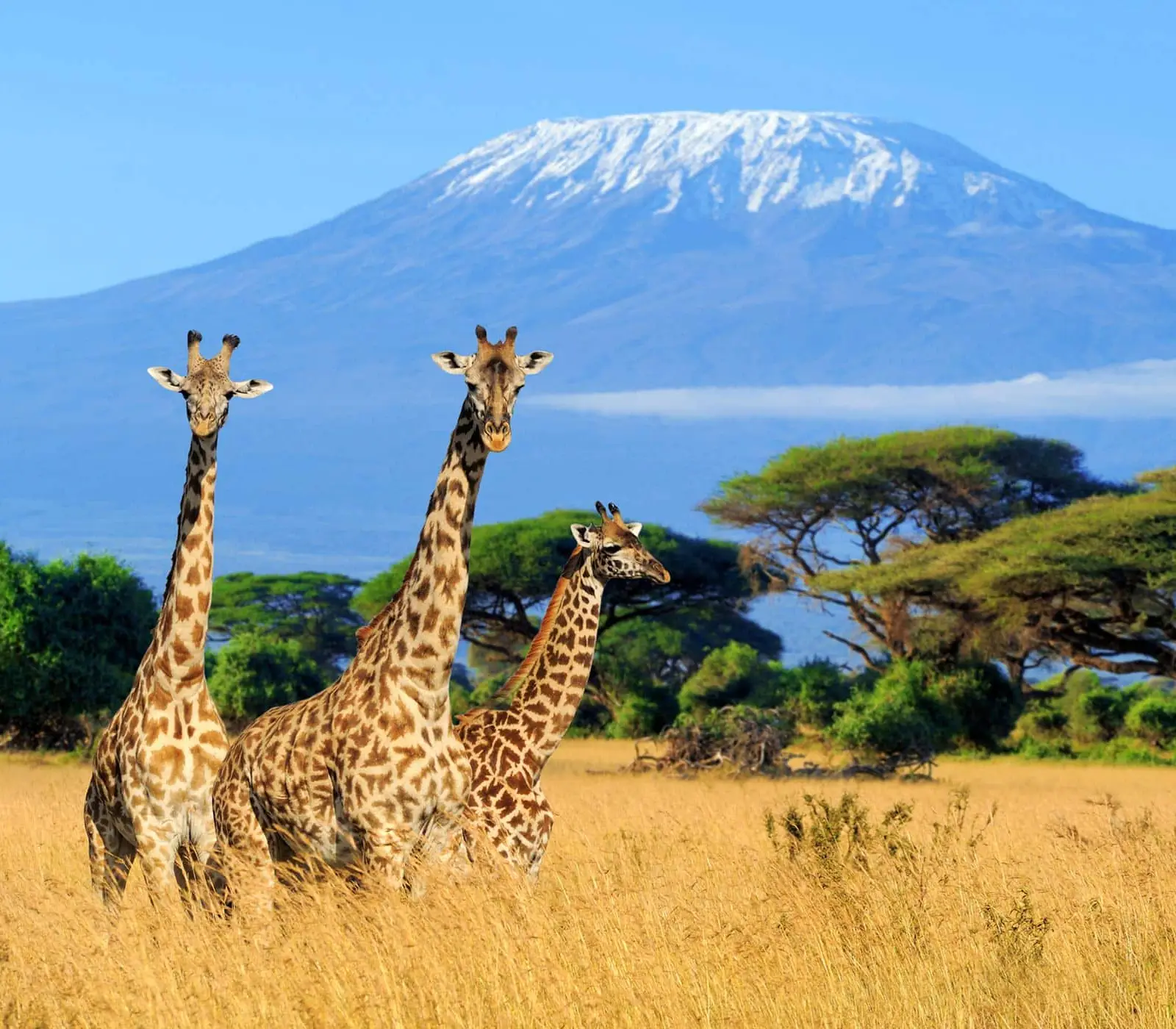 2-Days Amboseli Safari Attractions