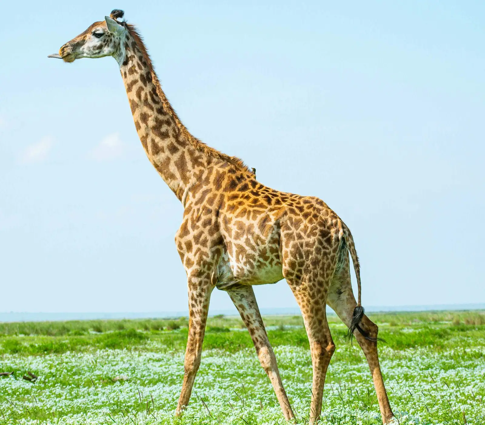 2-Days Amboseli Safari Attractions