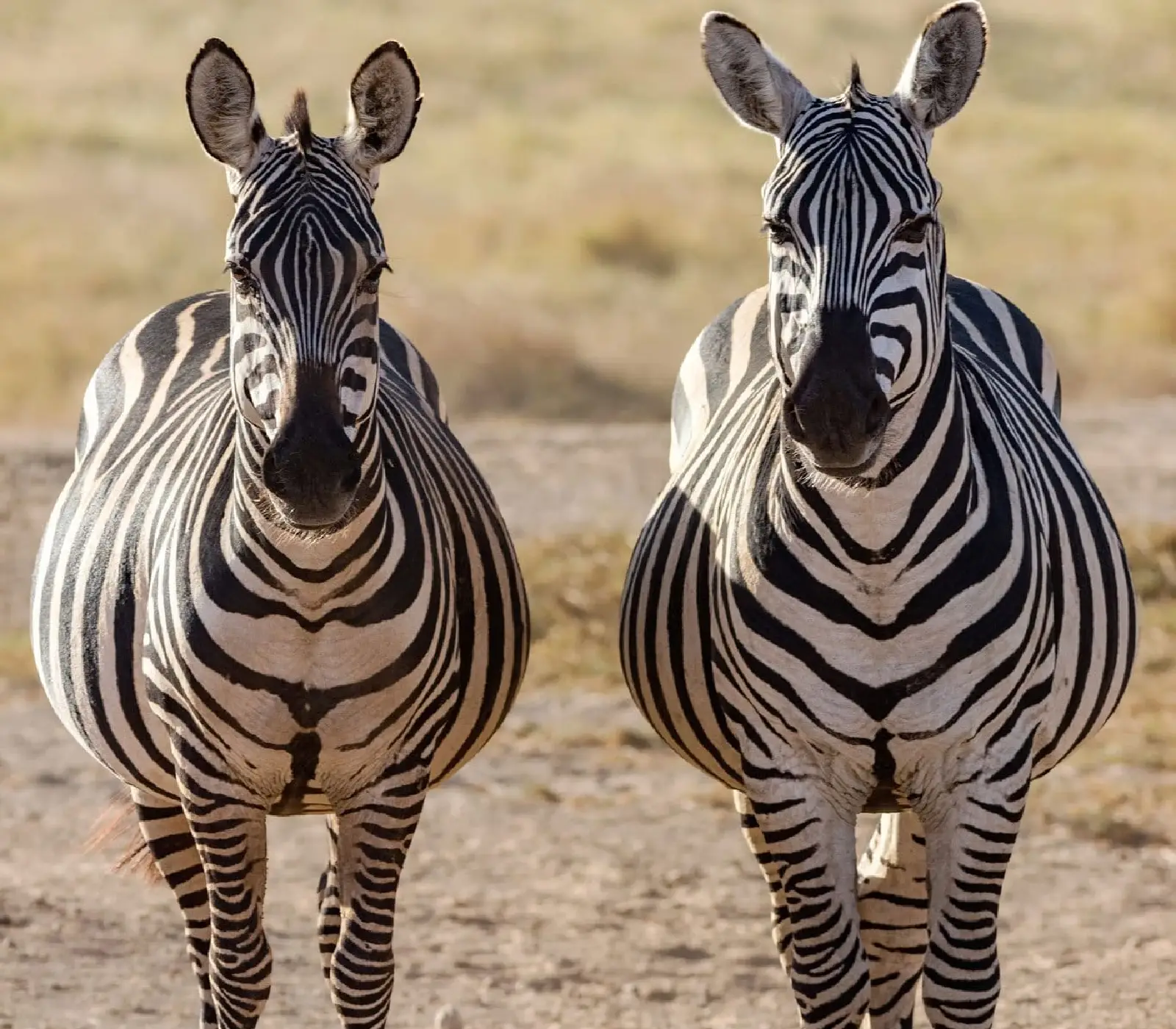 2-Days Amboseli Safari Attractions