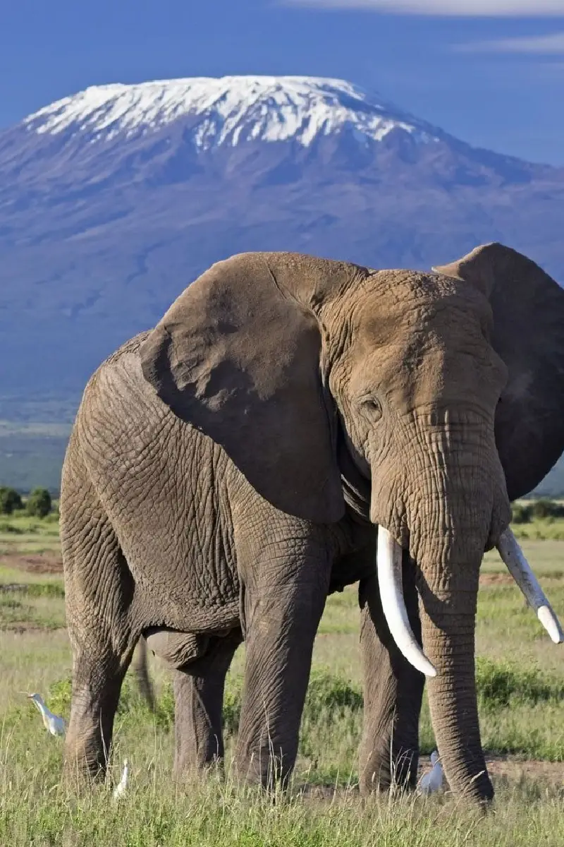 2-Days Amboseli Safari