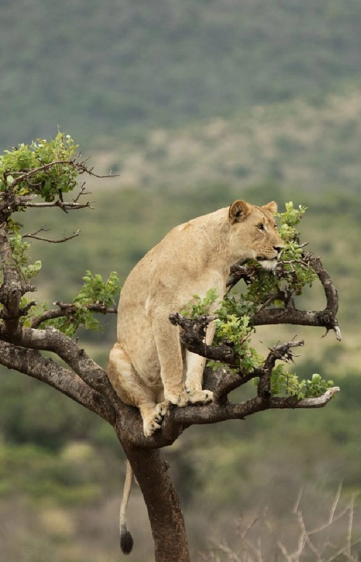 3 Days Big Five Safari in Rwanda  wildlife 