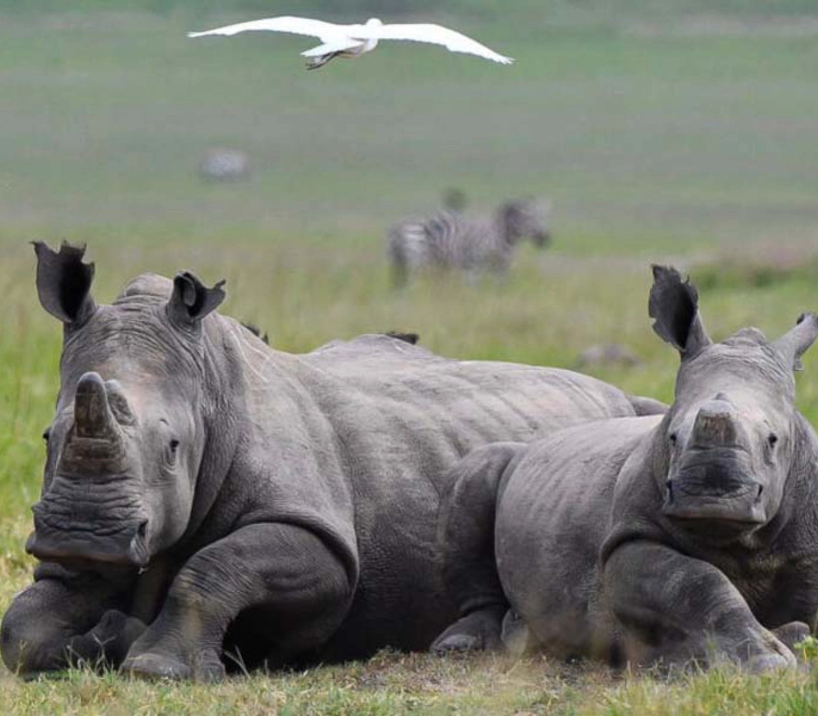 3-days-big-five-safari-in-rwanda Attractions