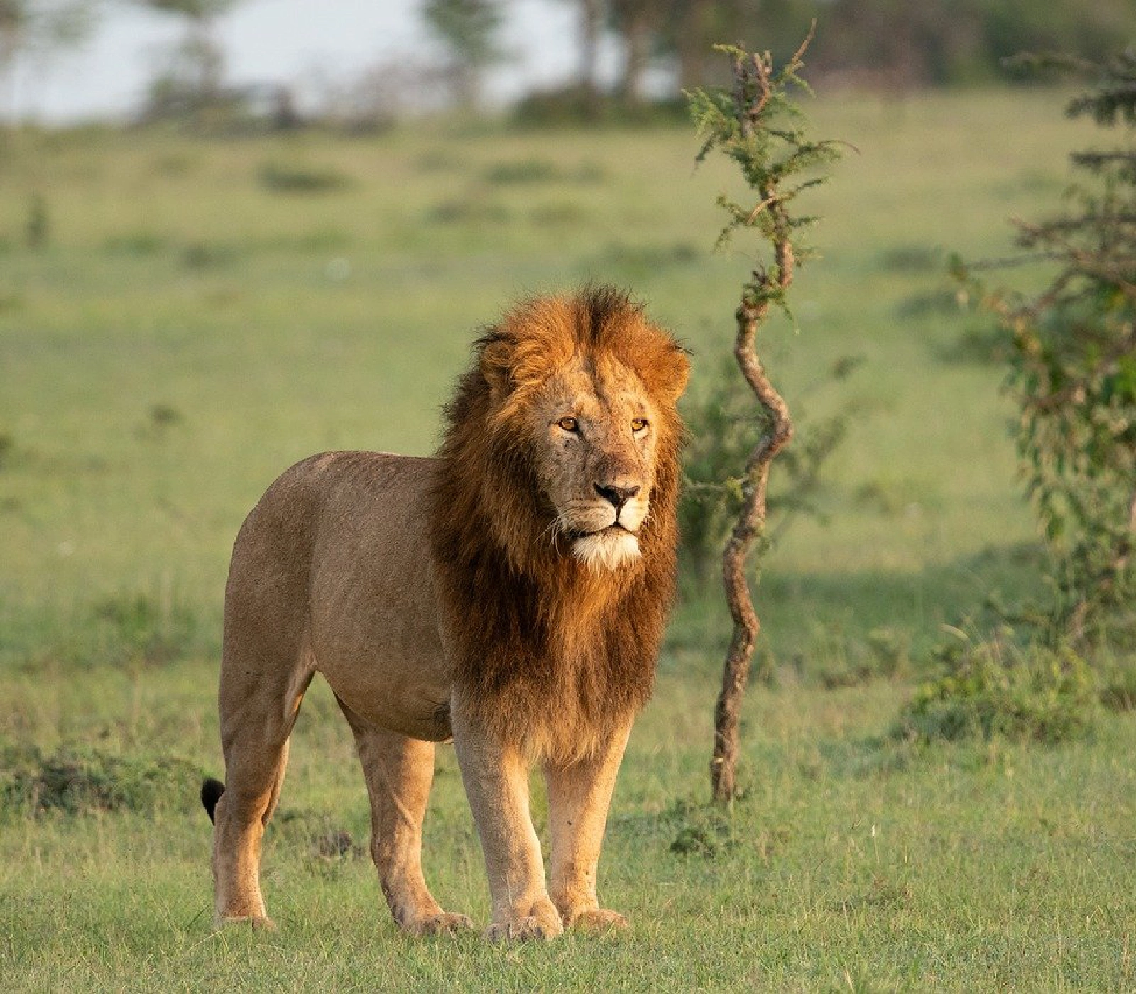 3-days-big-five-safari-in-rwanda Attractions