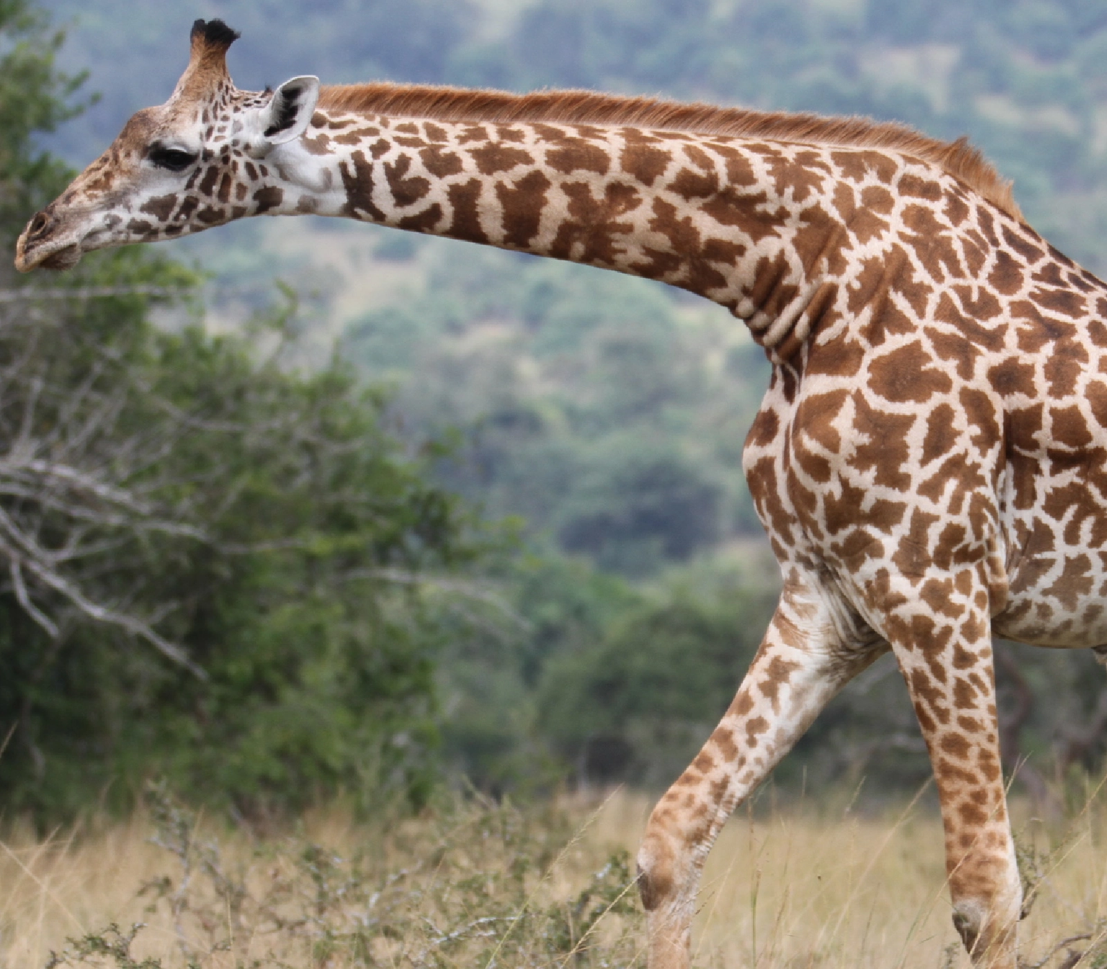 3-days-big-five-safari-in-rwanda Attractions