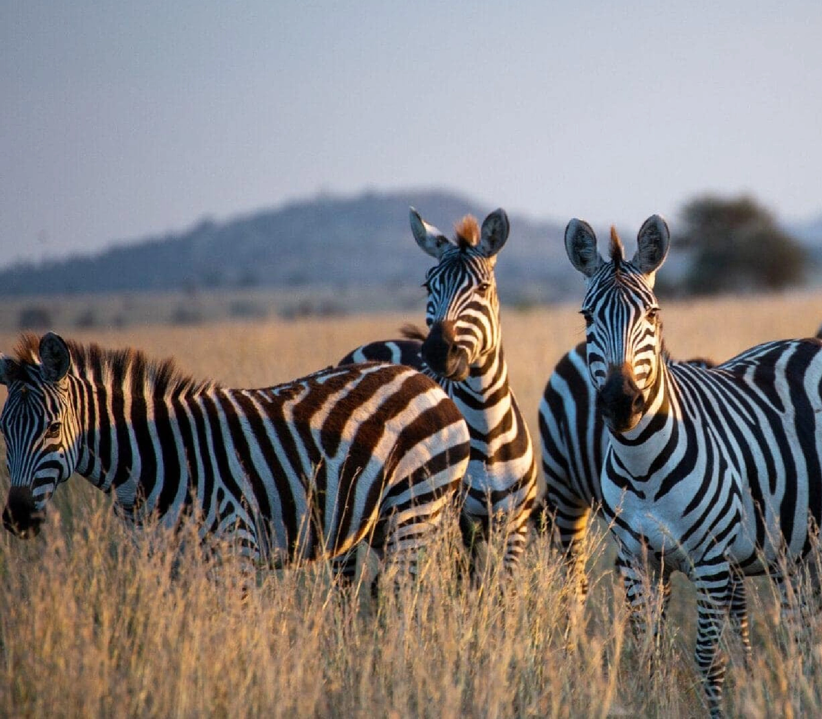 3-days-big-five-safari-in-rwanda Attractions