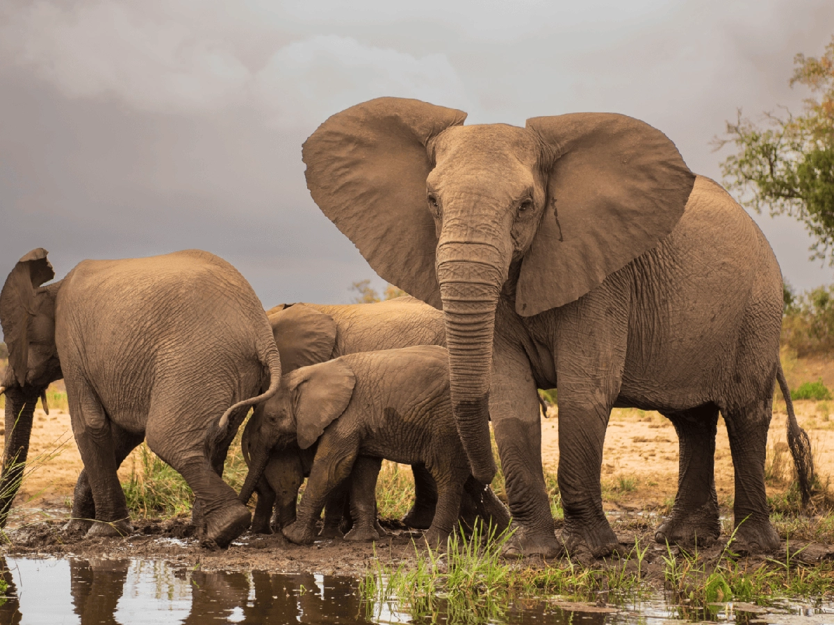  3 Days Big Five Safari in Rwanda