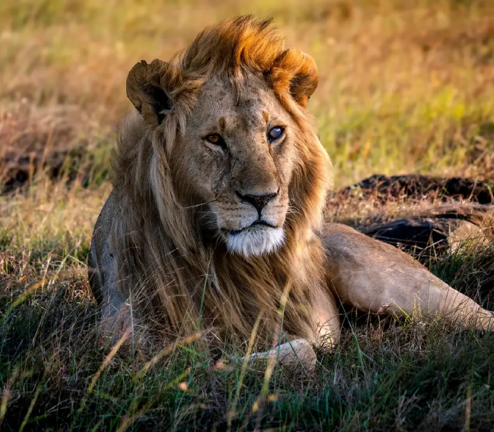 3-Days Masai Mara Fly-Drive Safari from Mombasa  attractions