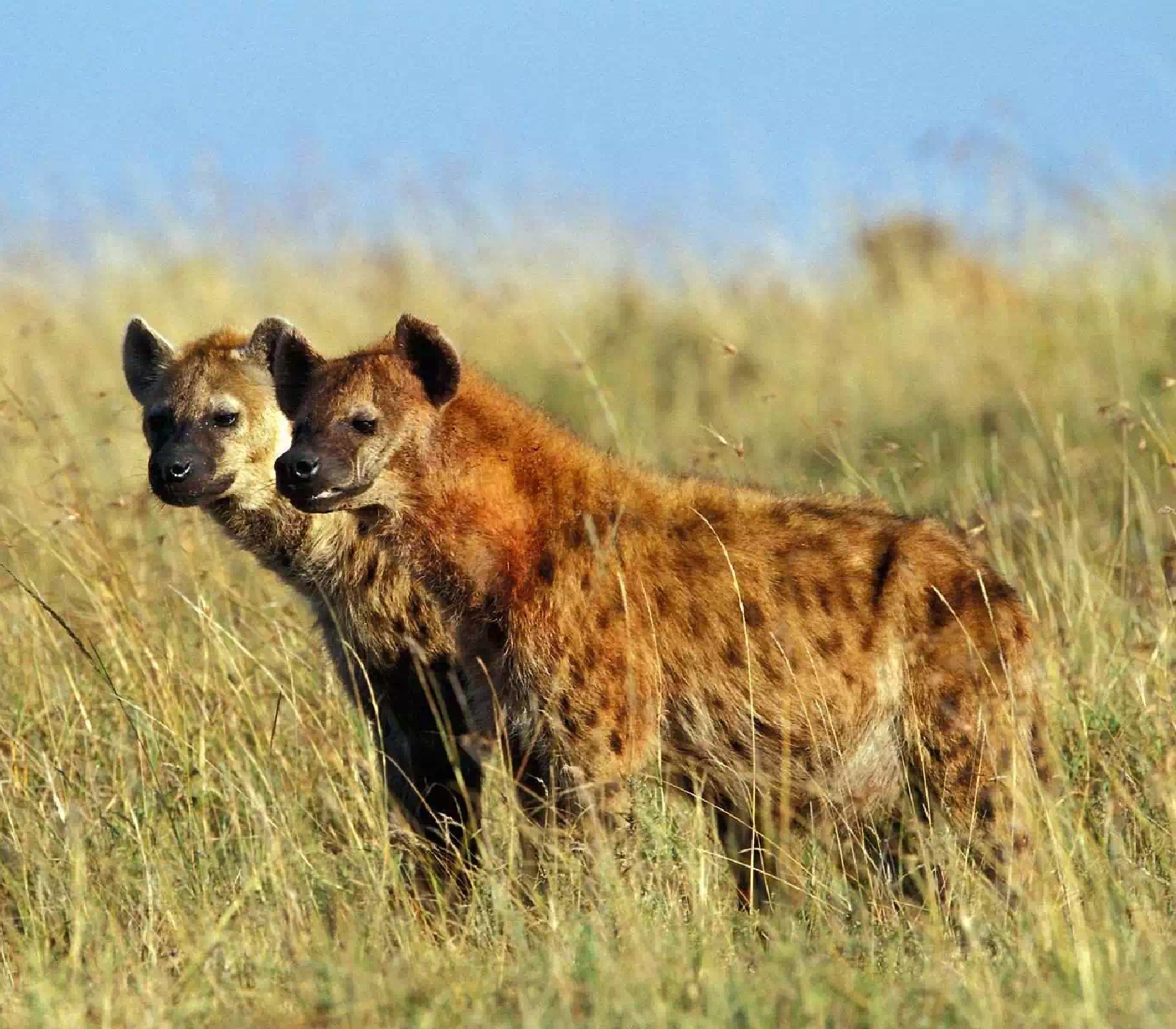 3-Days Masai Mara Fly-Drive Safari from Mombasa  attractions