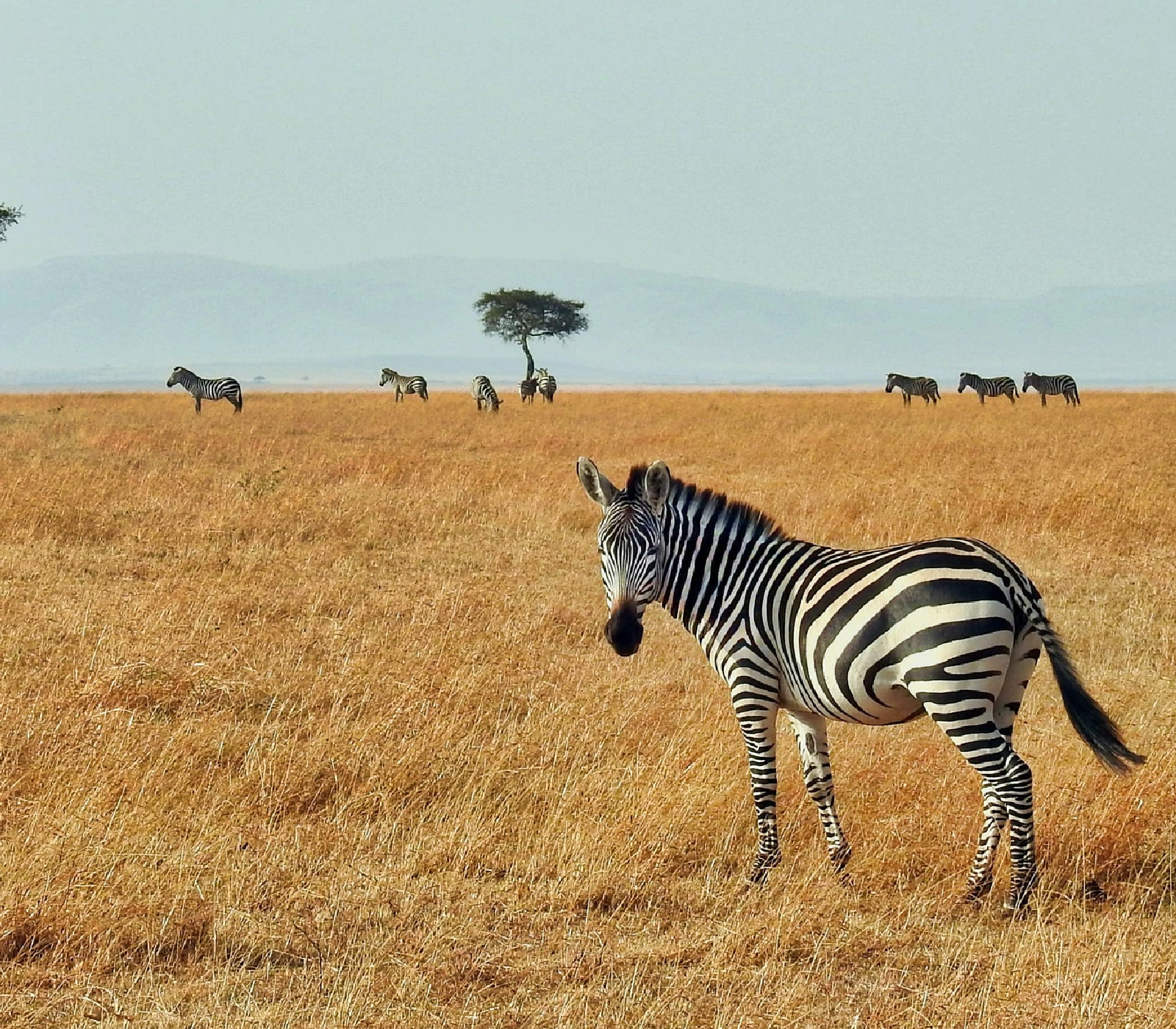 3-Days Masai Mara Fly-Drive Safari from Mombasa  attractions