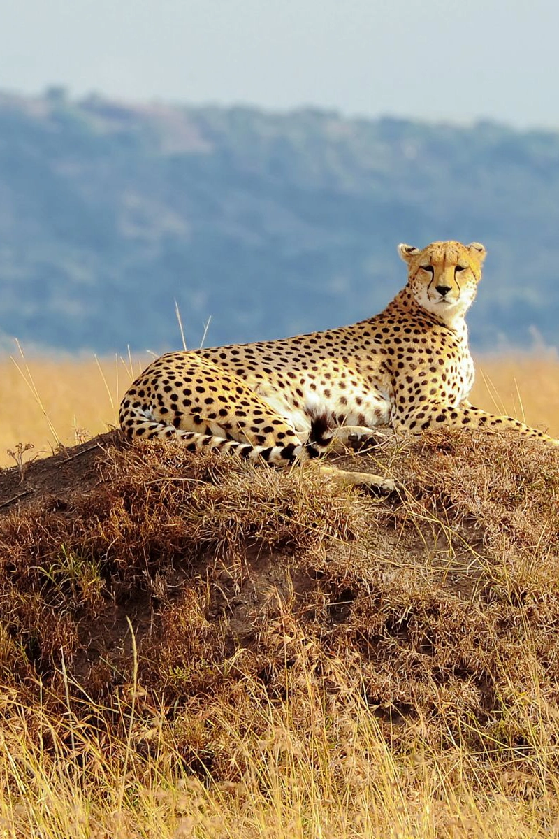 3-Days Masai Mara Fly-Drive Safari from Mombasa
