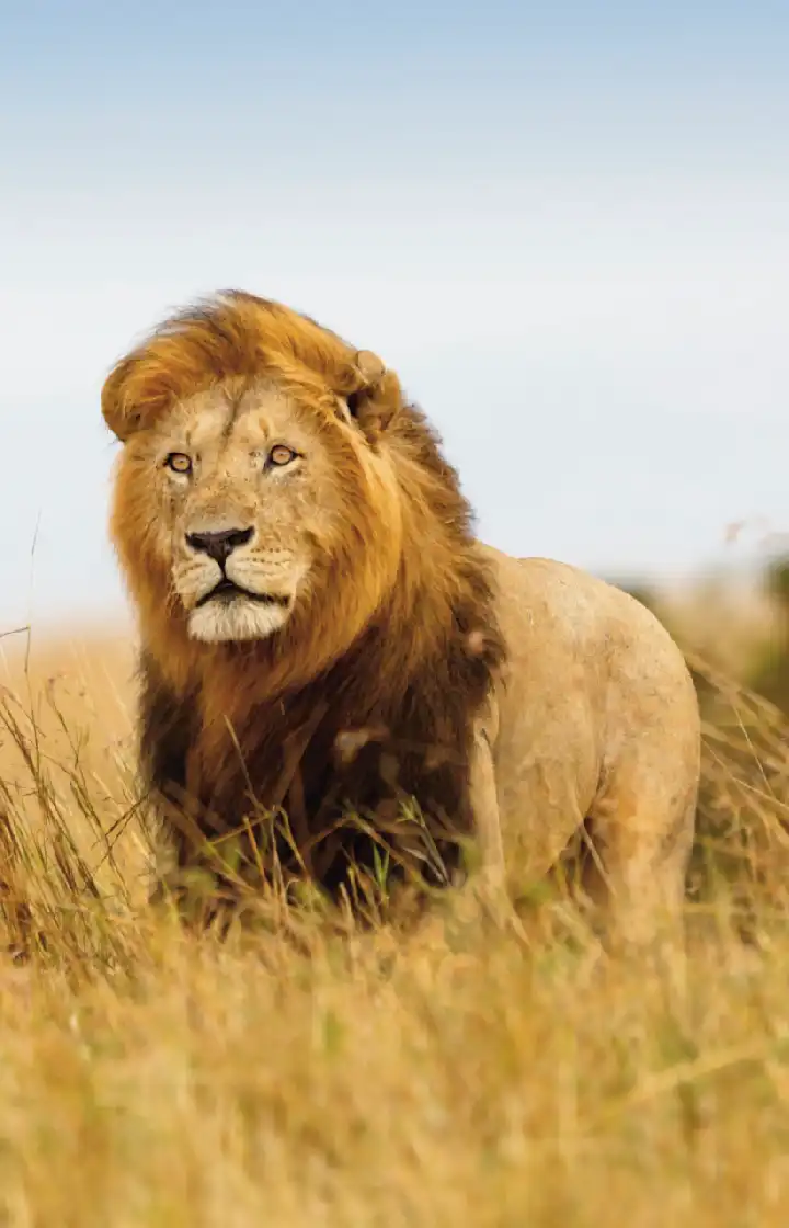 3 Days Masai Mara Safari