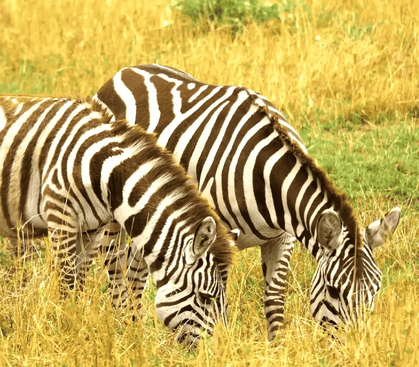 3 Days Masai Mara Safari attractions