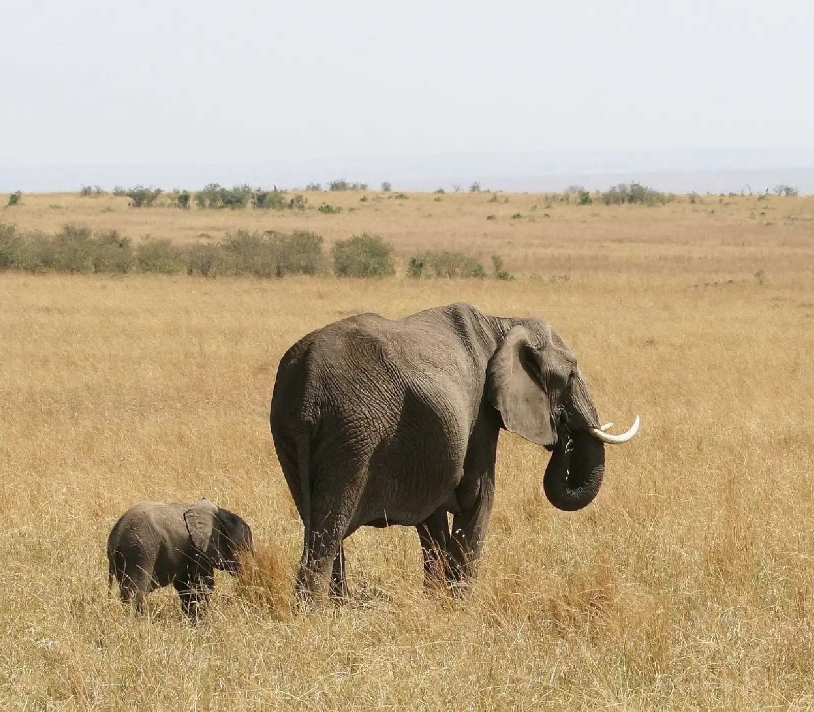 3 Days Masai Mara Safari attractions