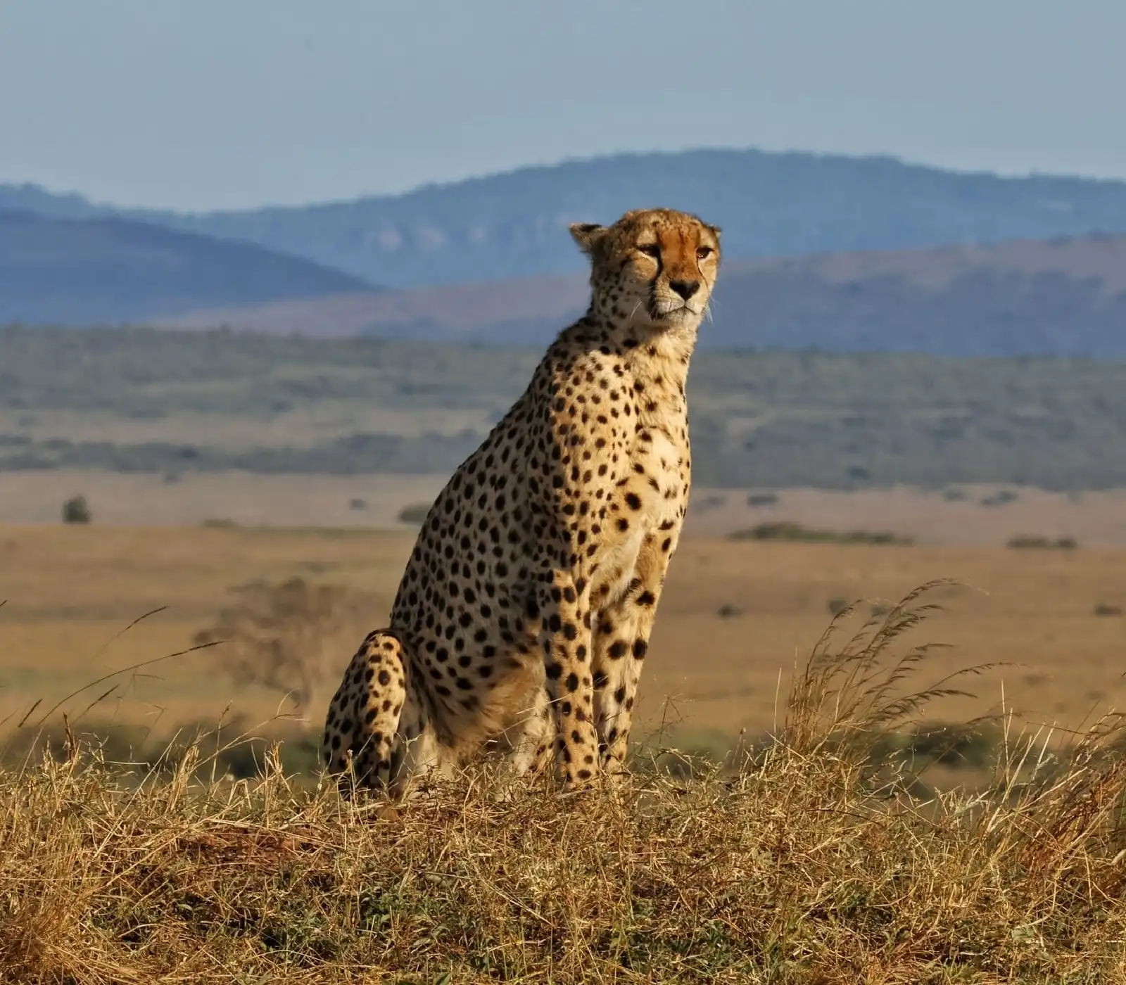 3 Days Masai Mara Safari attractions