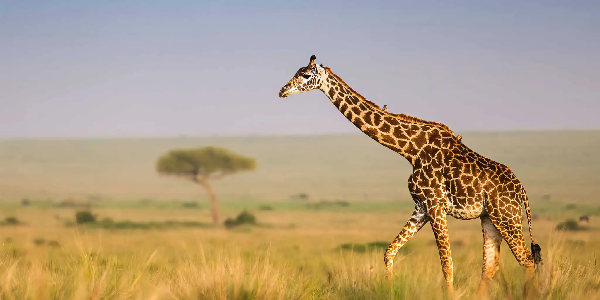 3 Days Masai Mara Safari