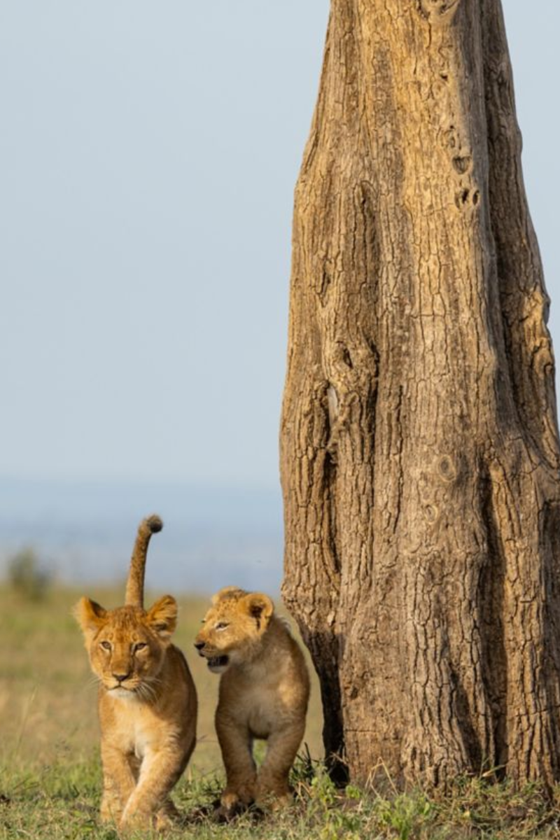 3 Days Masai Mara Safari