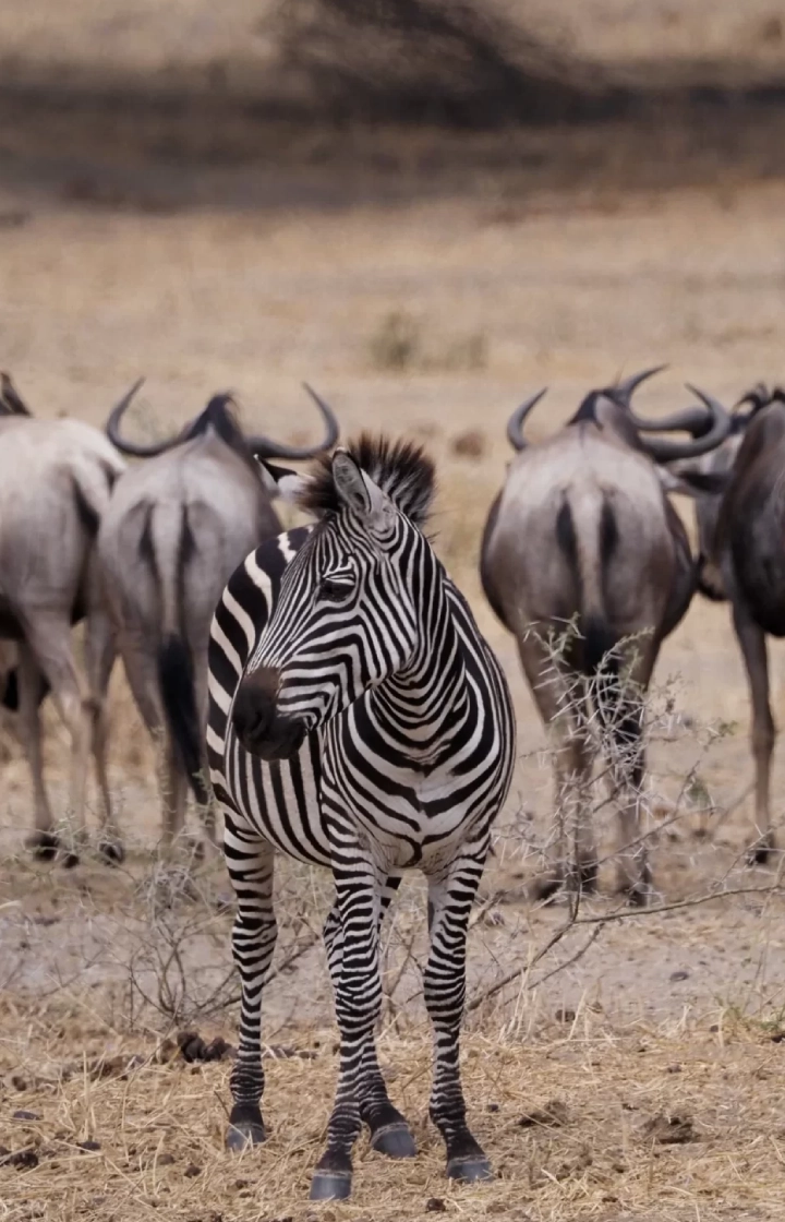 3-Days Masai Mara Shared Group Safari wildlife