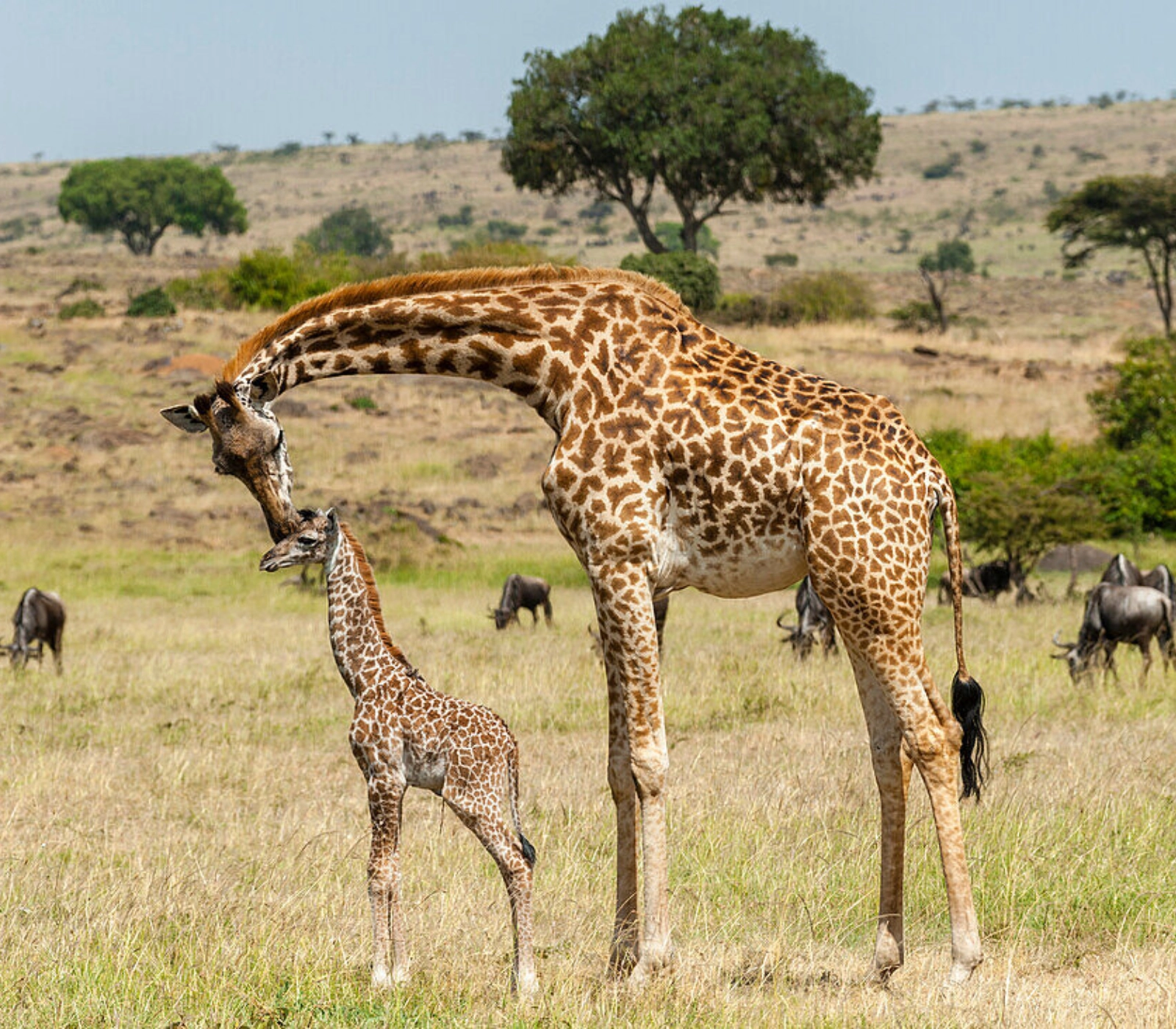 3-Days Masai Mara Shared Group Safari Attractions