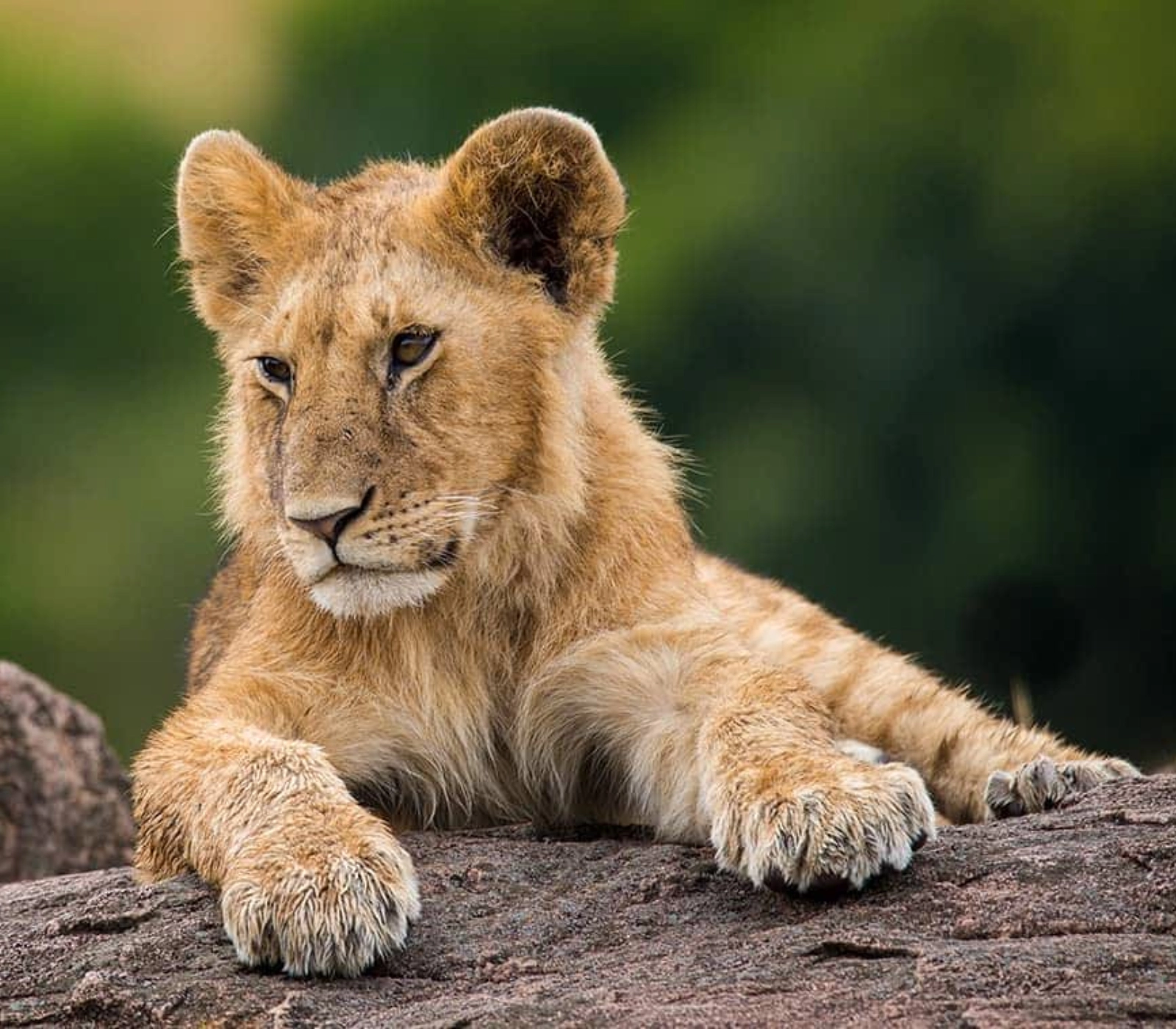 3-Days Masai Mara Shared Group Safari Attractions