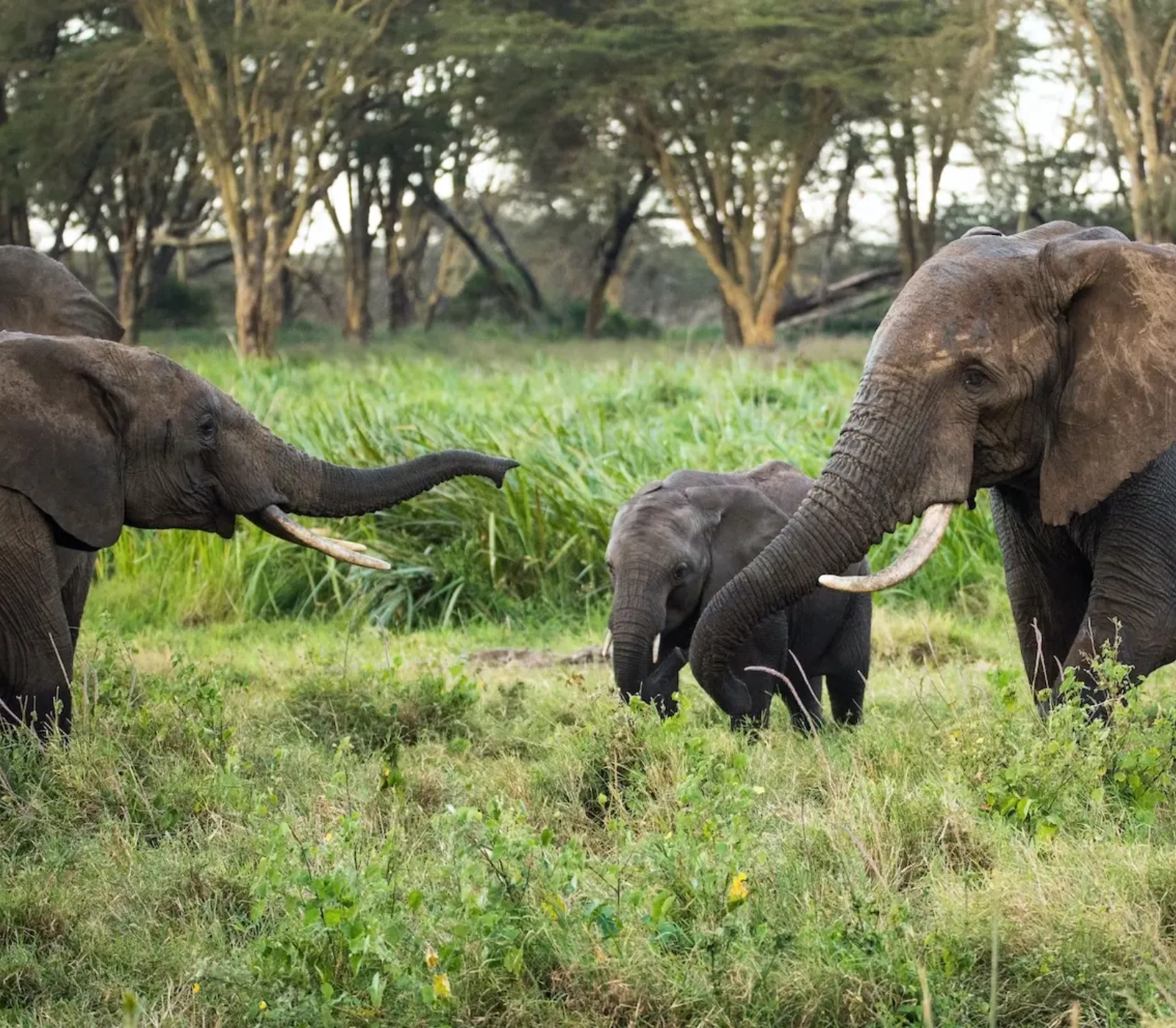 3-Days Masai Mara Shared Group Safari Attractions